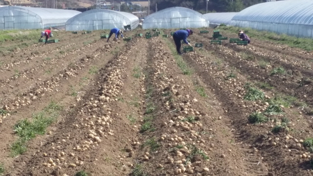 111가을 감자 수확기 조절로 새로운 농가소득 창출-감자수확.jpg