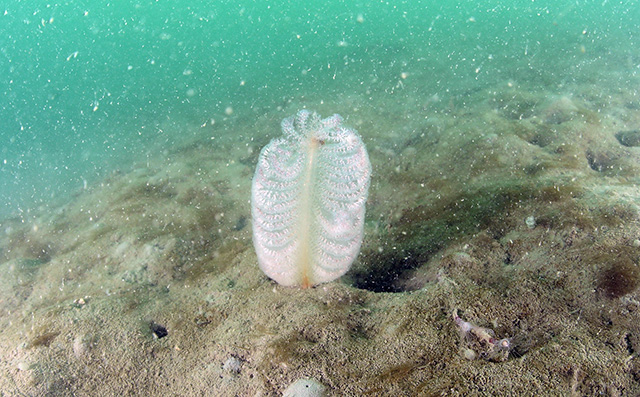 희귀종 바다조름류.jpg